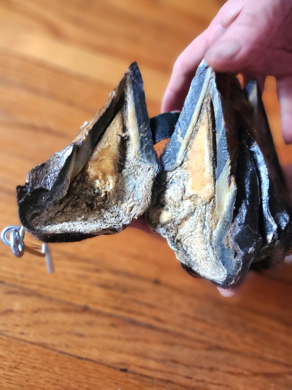 Educational horse hoof taxidermy