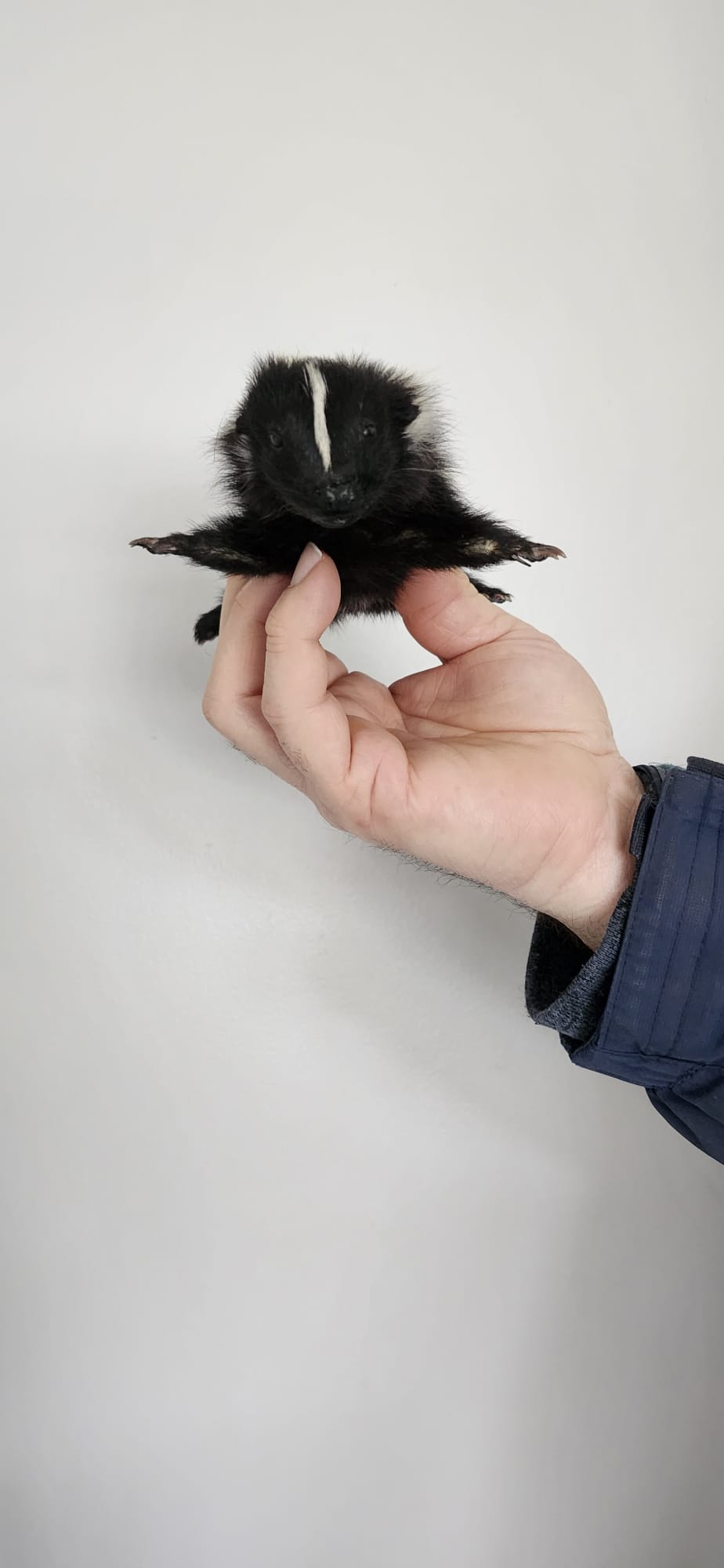 Floppy soft mount baby skunk taxidermy