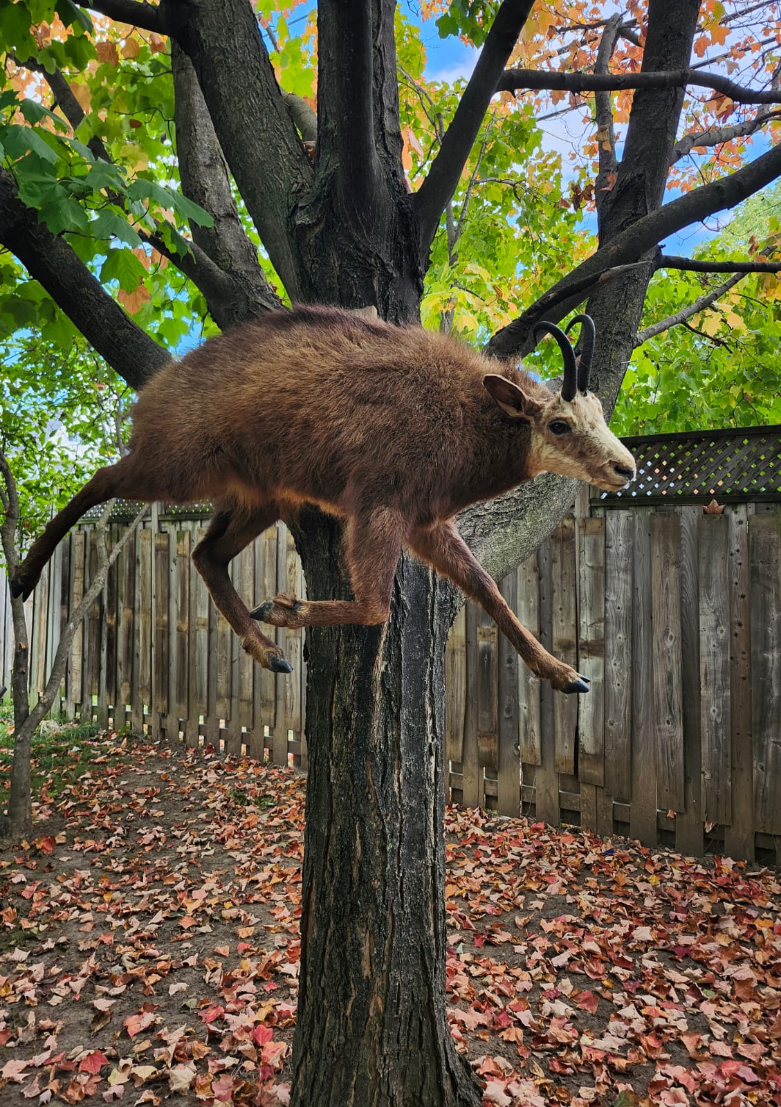 Wall mounted full body chamois