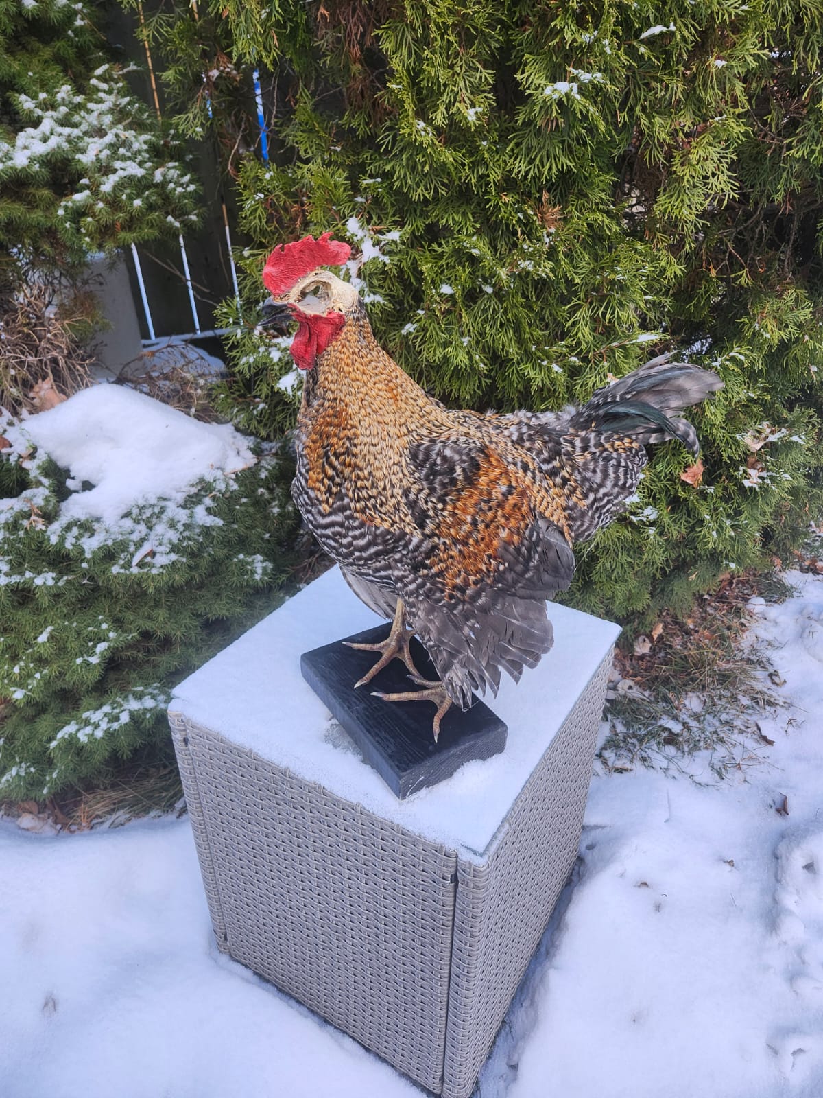 Standing rooster taxidermy with skull exposed,  Chicken hen taxidermy