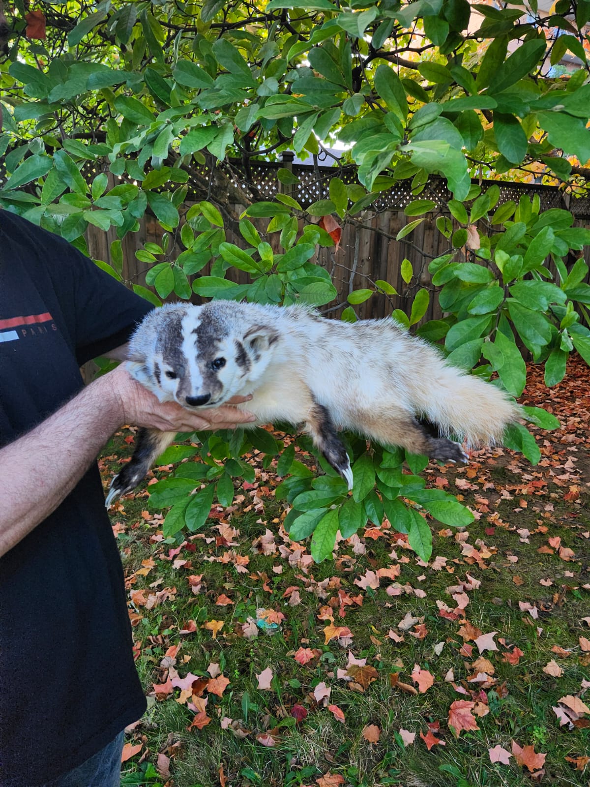 Large soft mount badger taxidermy