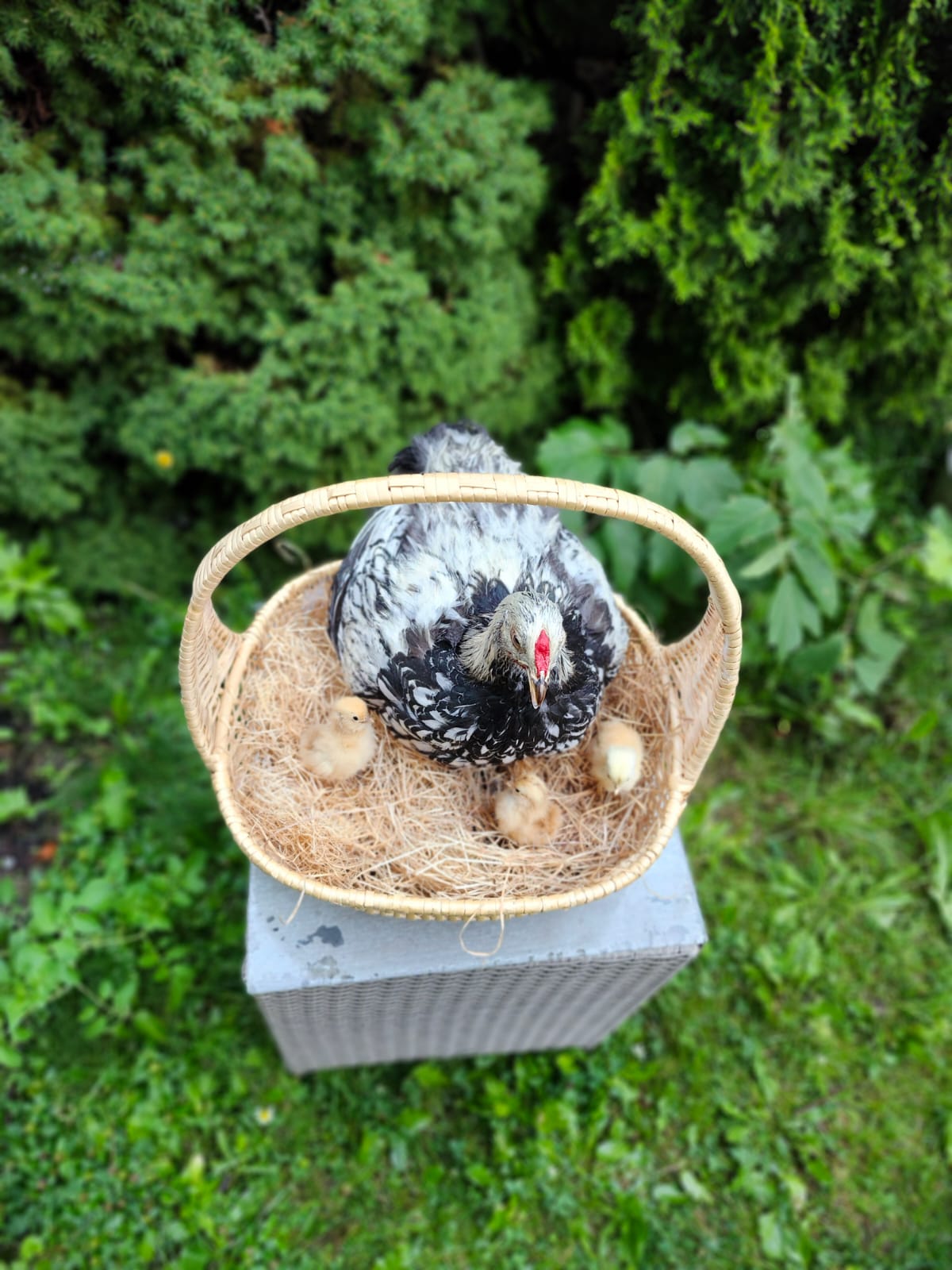Chicken, rooster, hen taxidermy sitting in a basket with her three chicks