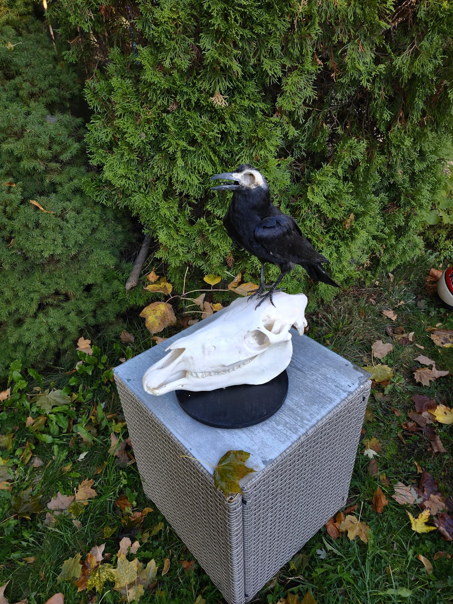 A crow taxidermy standing on a donkey skull