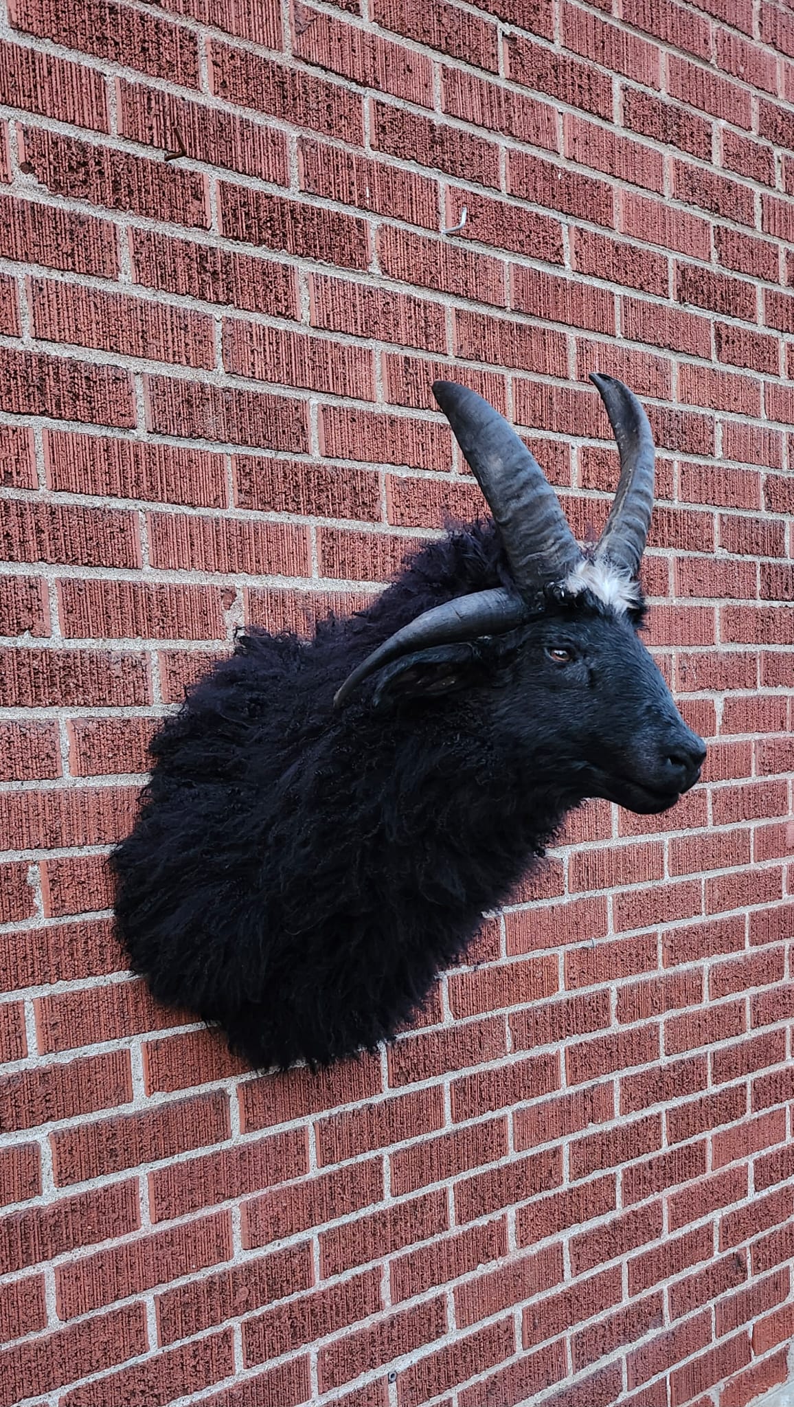 Shoulder mount four horned black jacob sheep taxidermy