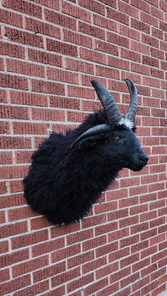 Shoulder mount four horned black jacob sheep taxidermy