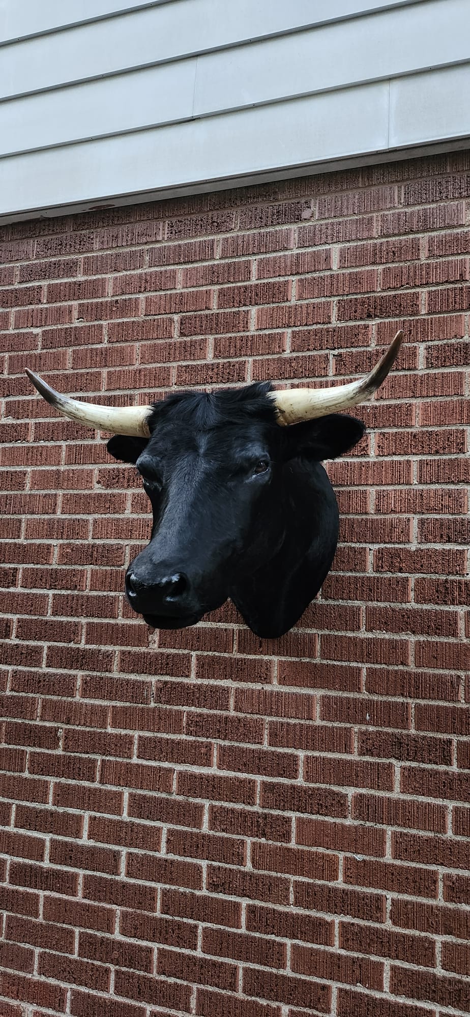 Black shoulder mount cow taxidermy