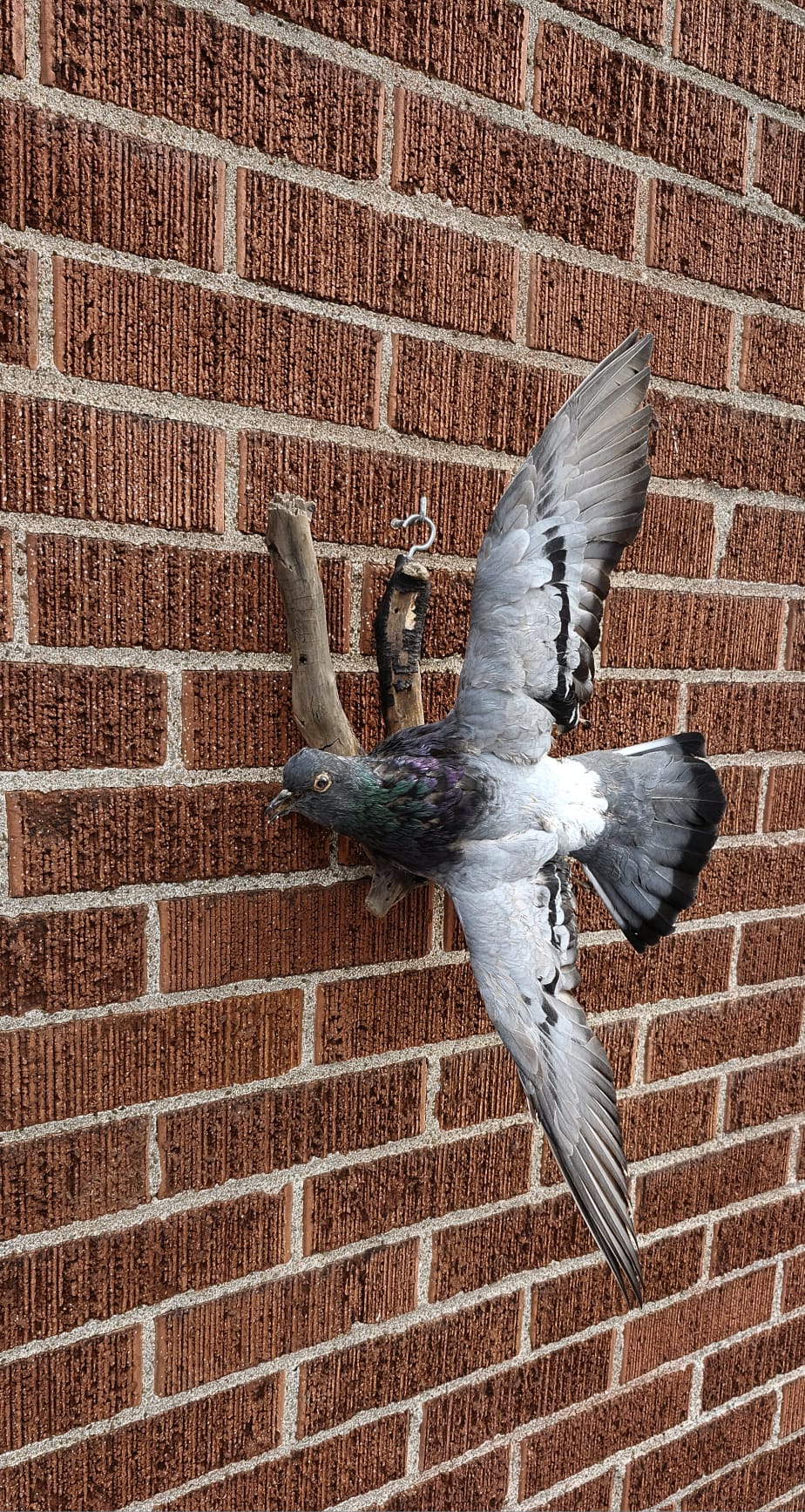 Flying gray pigeon taxidermy