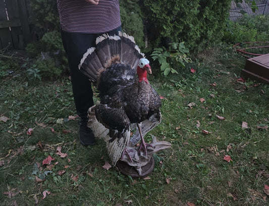 Standing Turkey taxidermy with posable wings and head