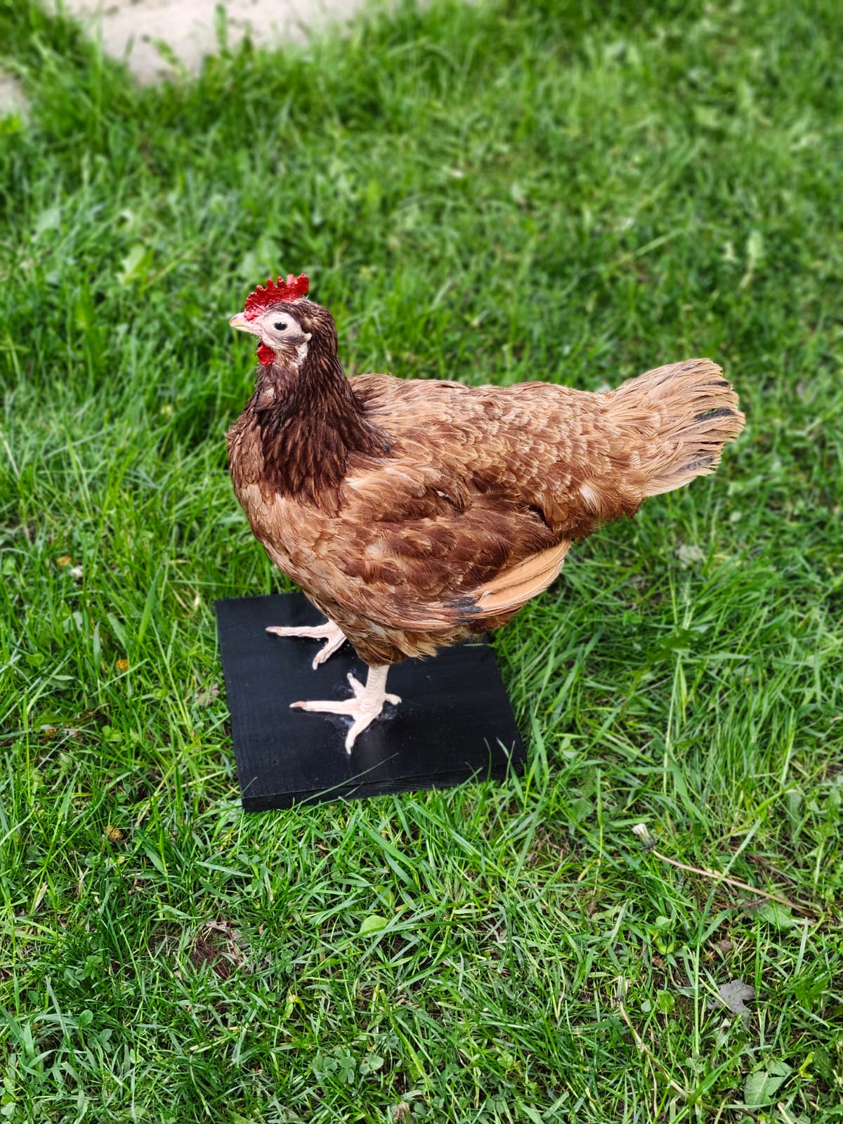 Standing rooster taxidermy, chicken taxidermy