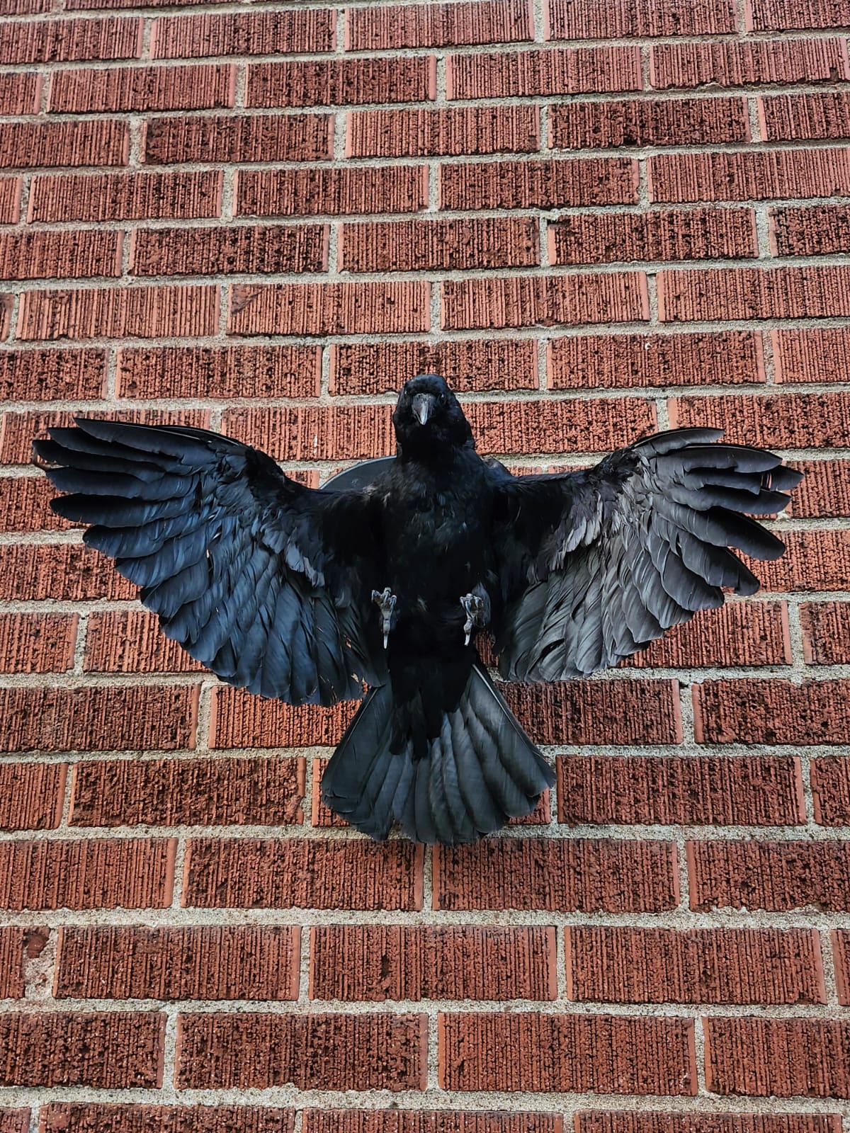 Flying wall mounted carrion crow taxidermy wall mounted