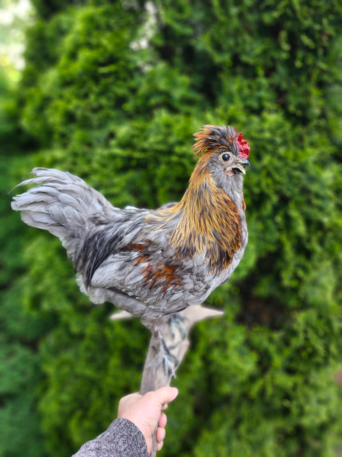 Wall mounted rooster taxidermy, chicken taxidermy