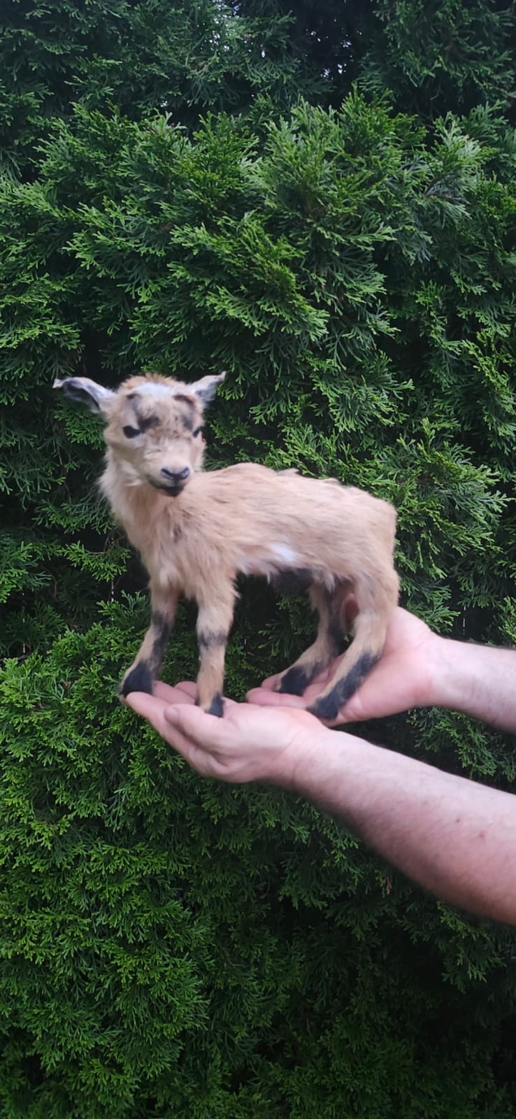 Fully Posable soft mount baby goat, lamb, sheep taxidermy