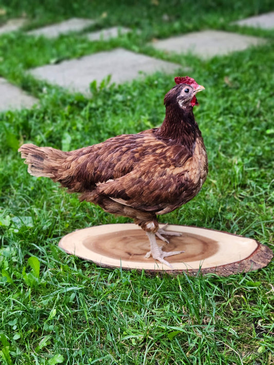 Chicken, rooster, hen taxidermy