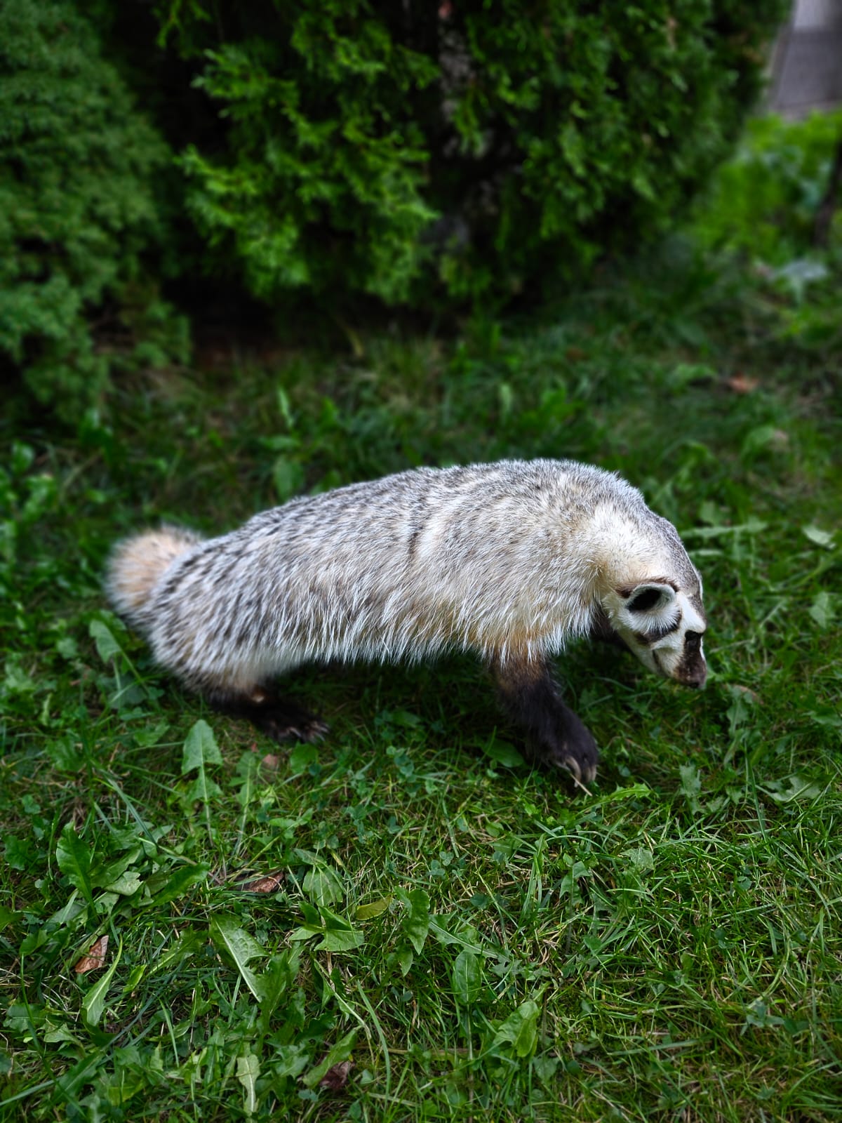 Fully Posable soft mount badger taxidermy