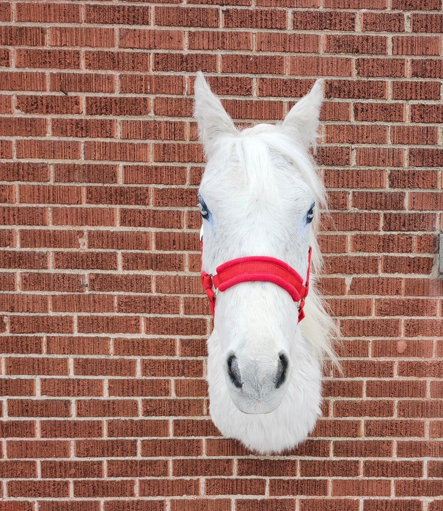 White shoulder mount horse taxidermy
