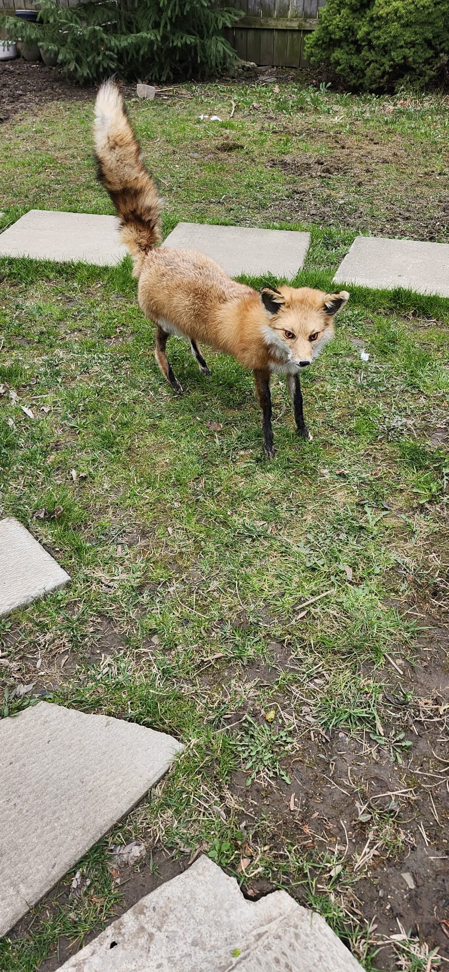 Posable soft mount fox taxidermy
