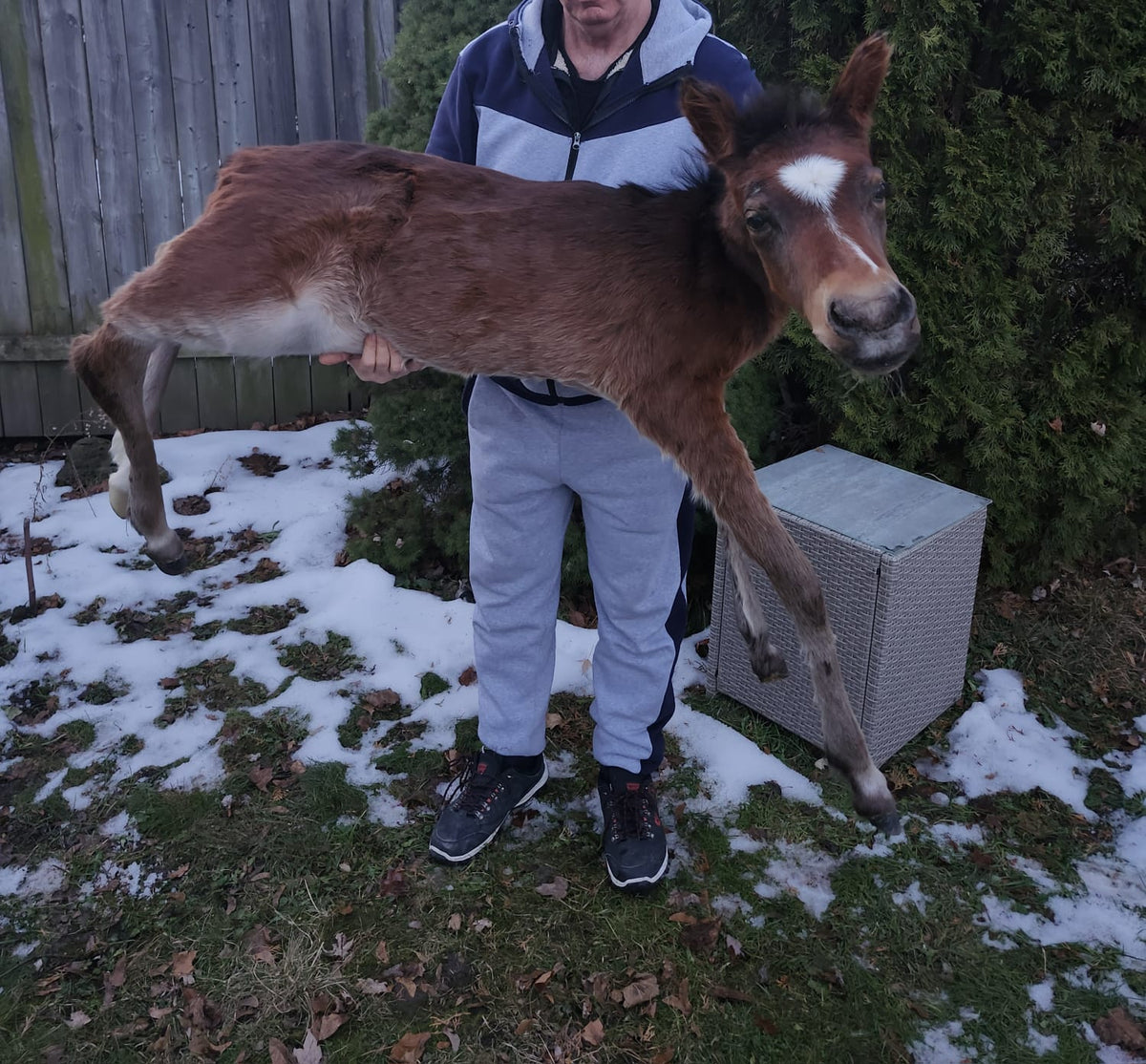 Soft mount brown horse taxidermy, pony taxidermy