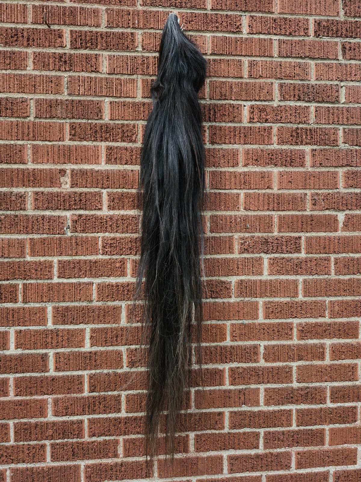 Long black horse tail taxidermy
