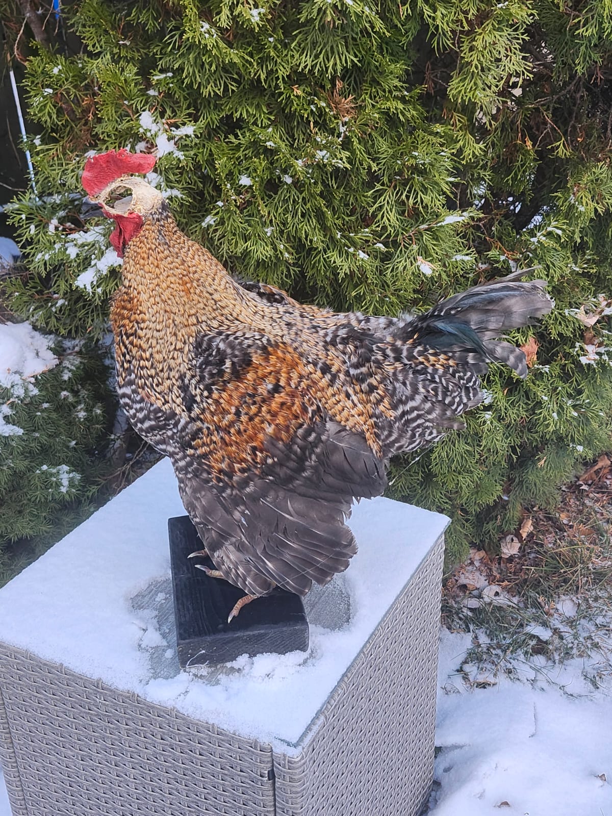 Standing rooster taxidermy with skull exposed,  Chicken hen taxidermy