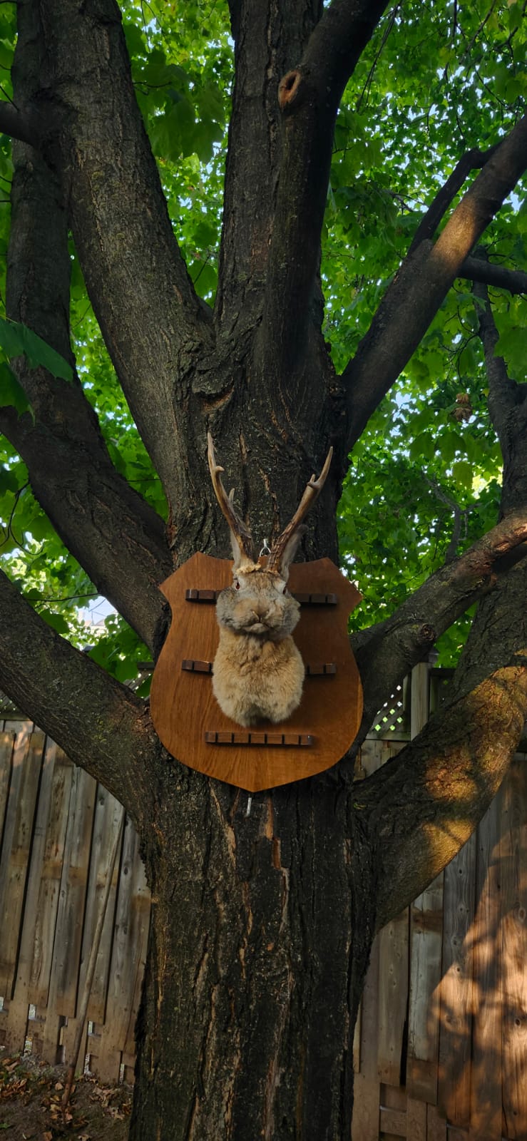 Shoulder mount brown jackalope taxidermy