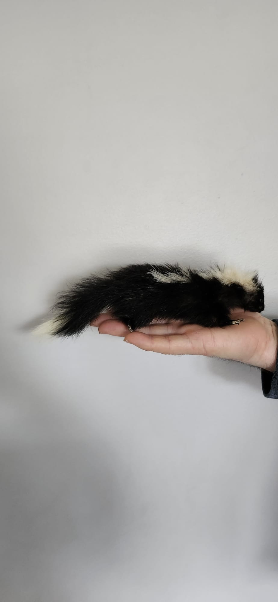 Floppy soft mount baby skunk taxidermy