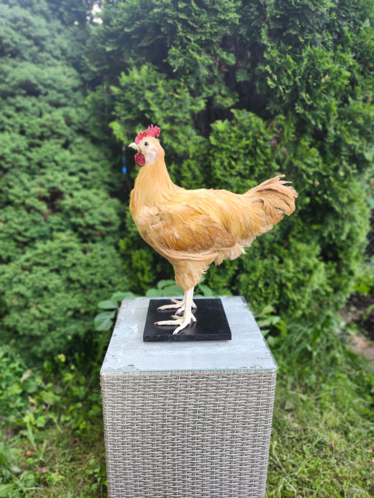 XL nice blond rooster Taxidermy, chicken
