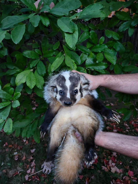 Floppy soft mount badger taxidermy