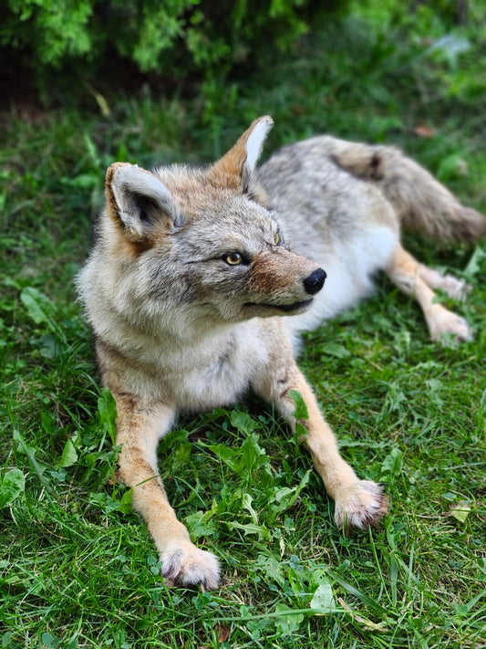 Fully posable soft mount coyote taxidermy