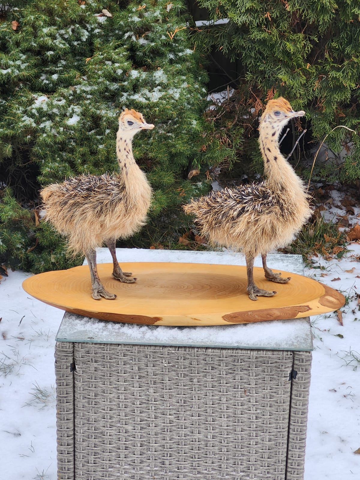 Two baby ostrichs taxidermy