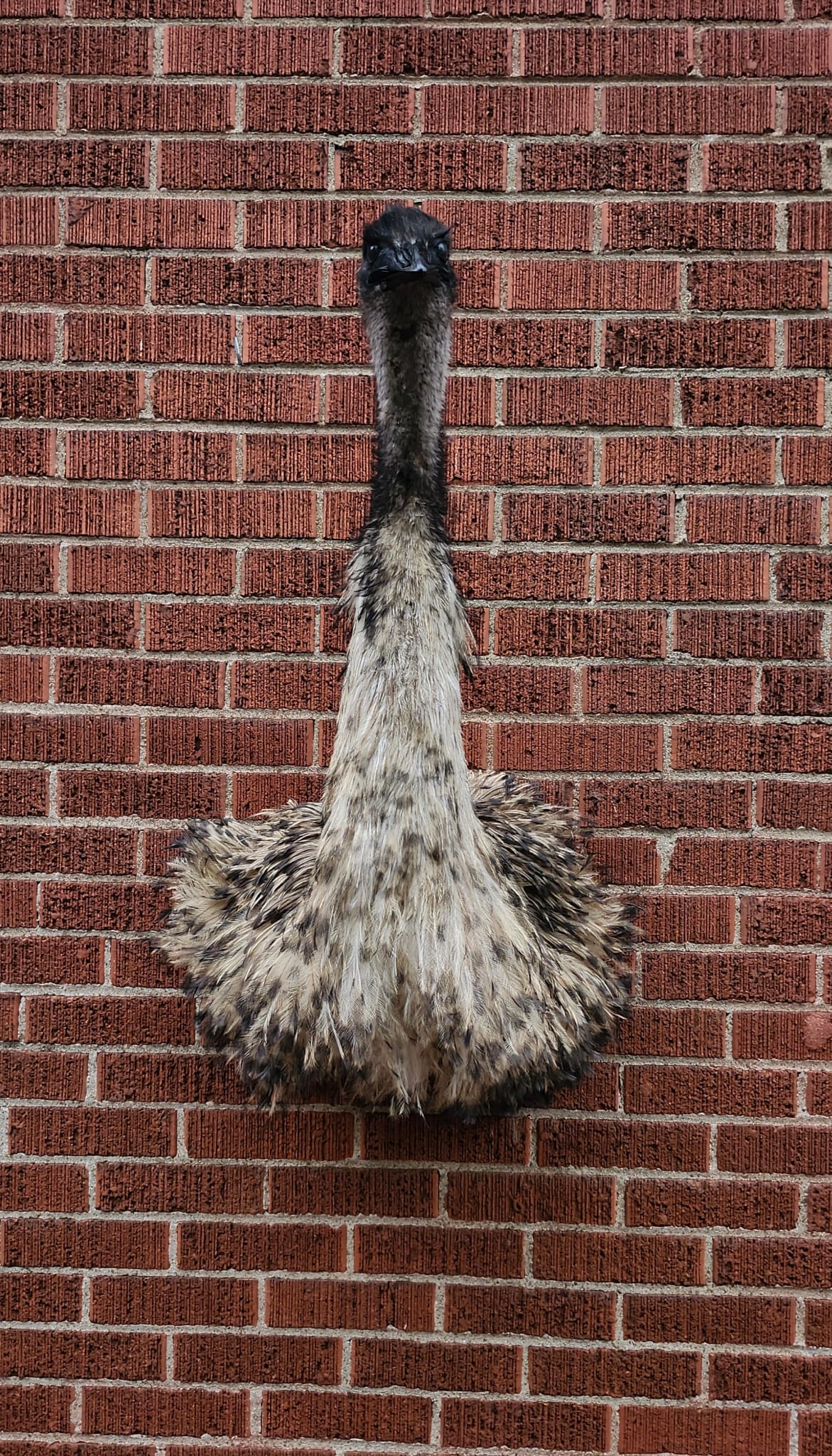 Shoulder mount, half body emu taxidermy, large bird taxidermy