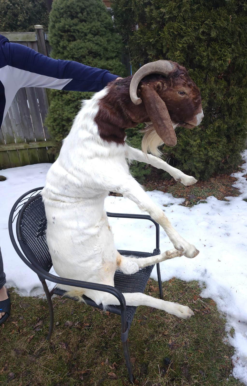 Soft mount very large goat taxidermy
