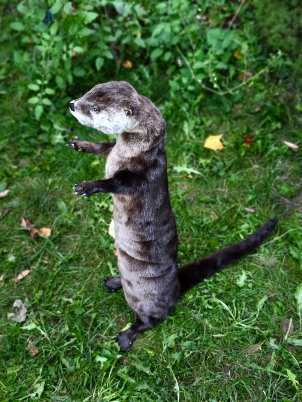 Fully Posable soft mount river otter taxidermy