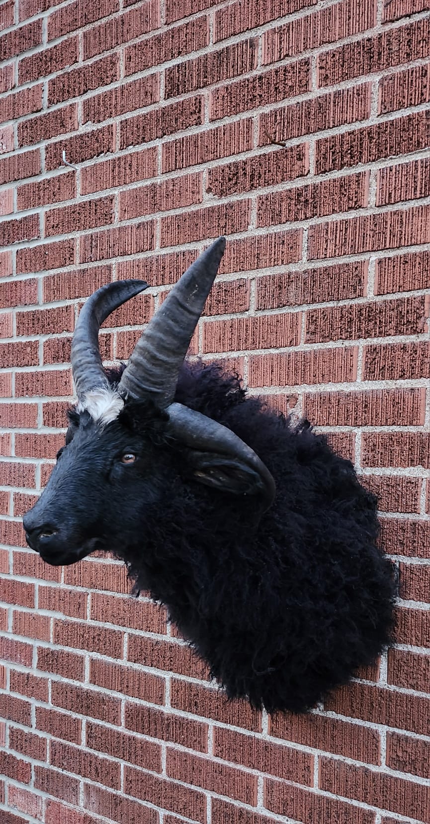 Shoulder mount four horned black jacob sheep taxidermy