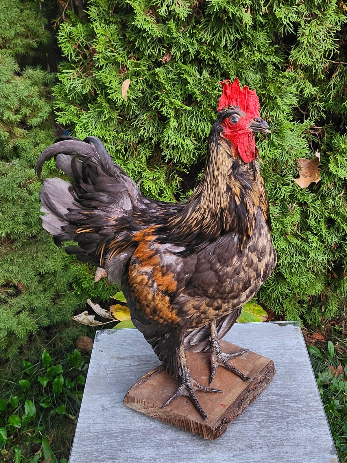 Standing colorful rooster taxidermy, chicken taxidermy