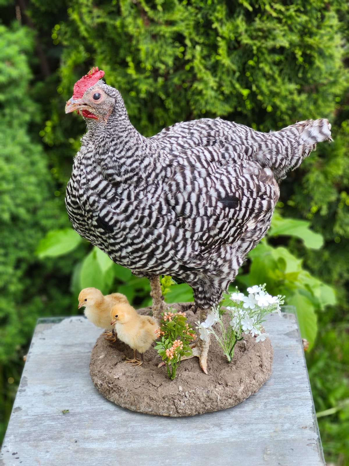 Chicken taxidermy with her chicks