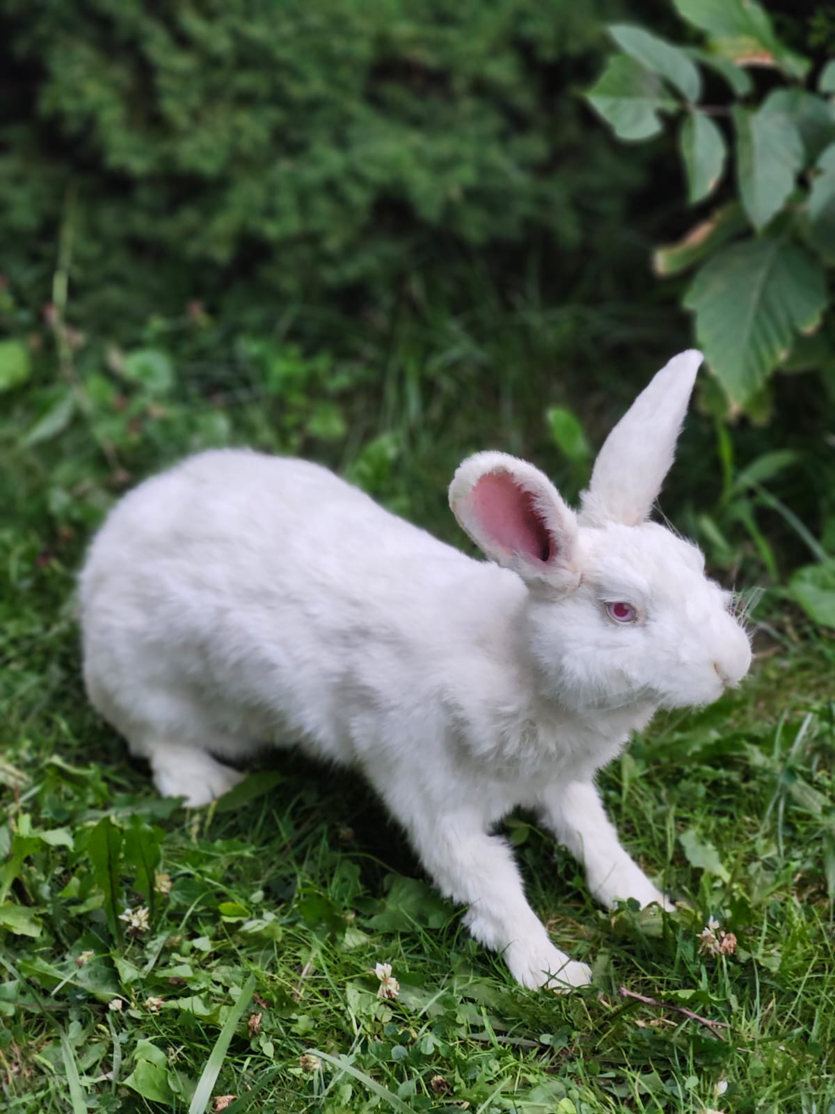 Fully posable XXL soft mount white rabbit taxidermy