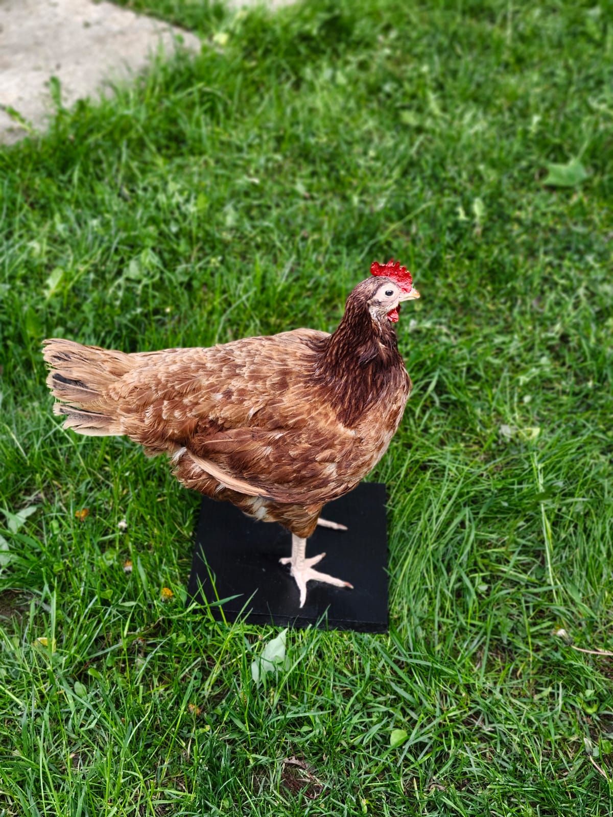 Standing rooster taxidermy, chicken taxidermy
