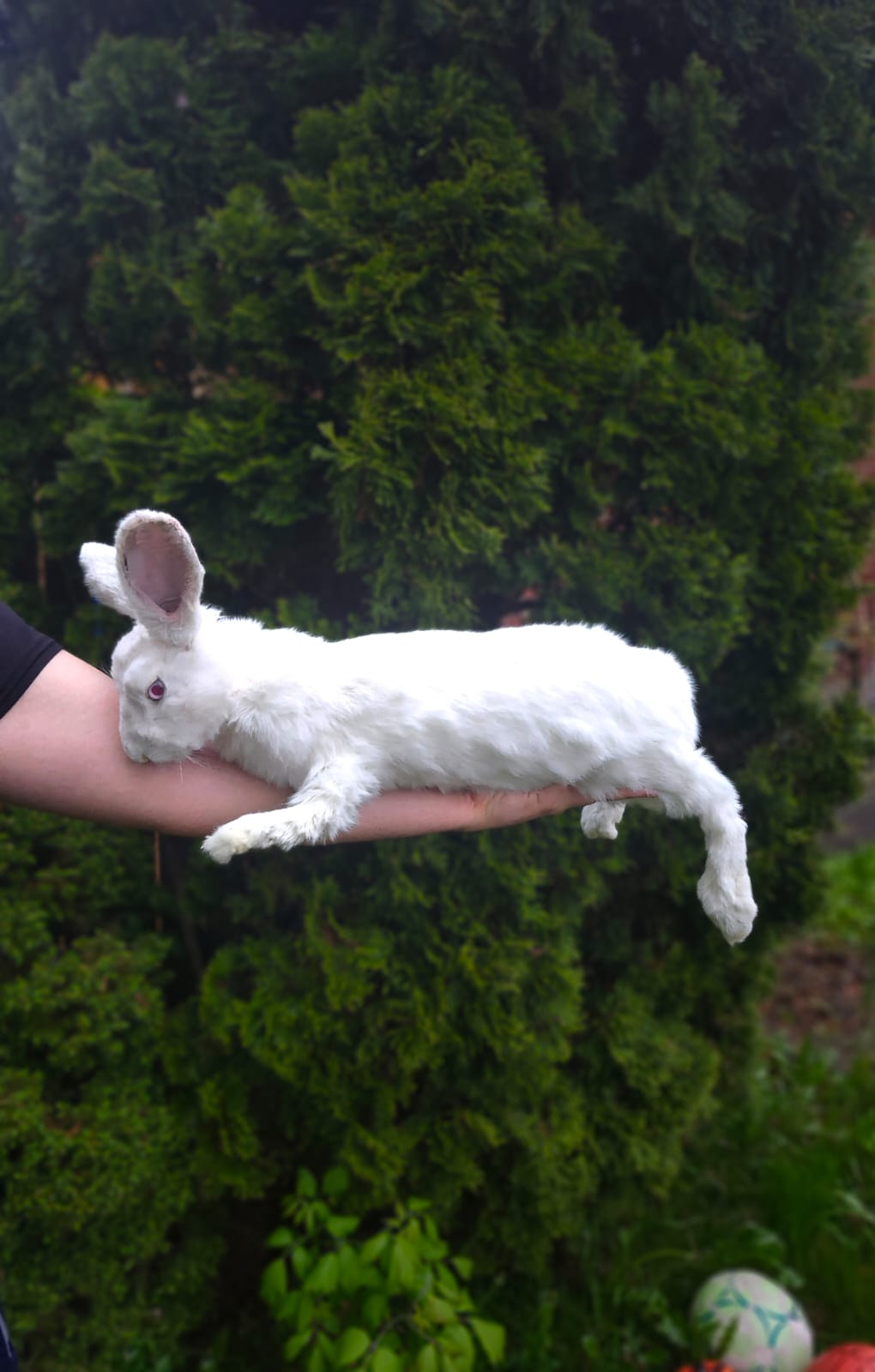 XL soft mount rabbit taxidermy with albino eyes