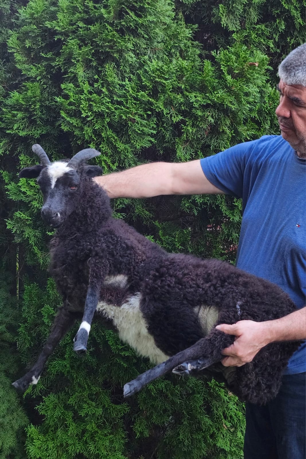 Black soft mount sheep taxidermy with horns