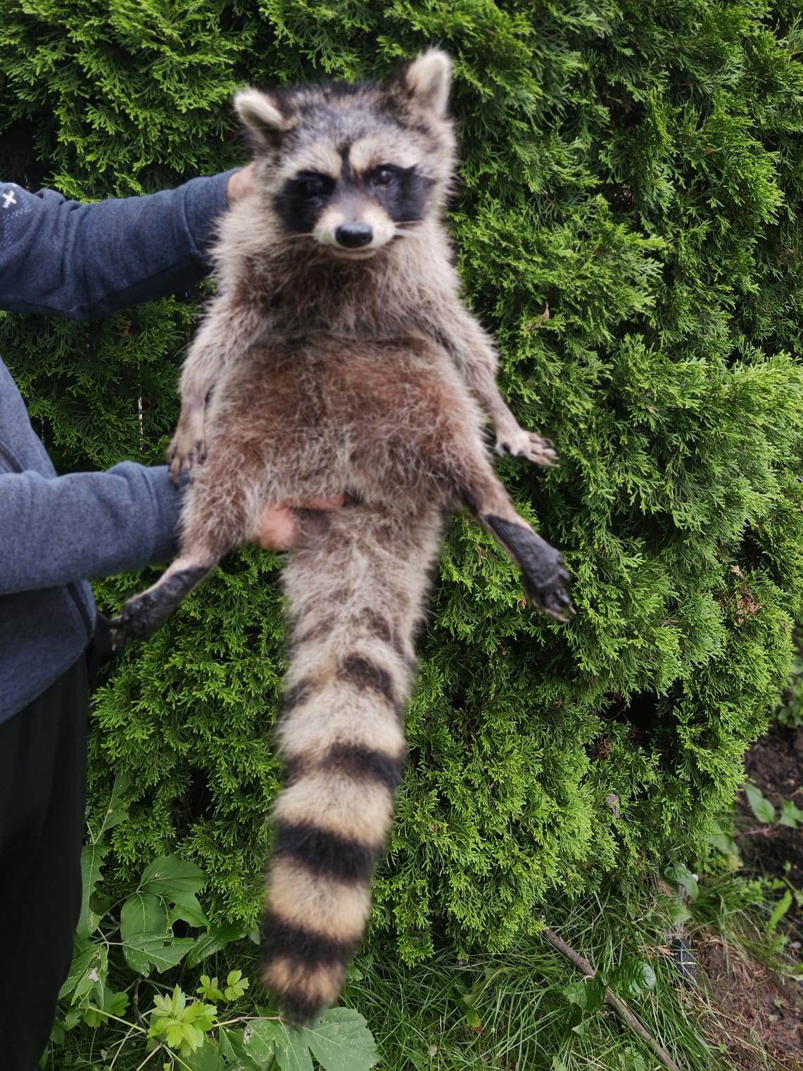 Soft mount large raccoon taxidermy