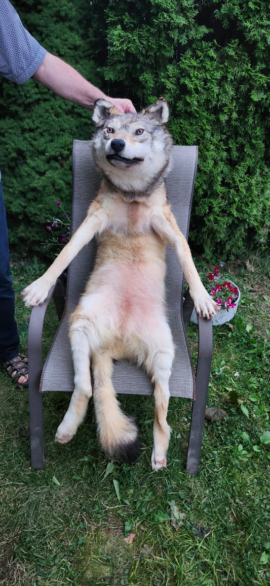 Floppy soft mount wolf taxidermy