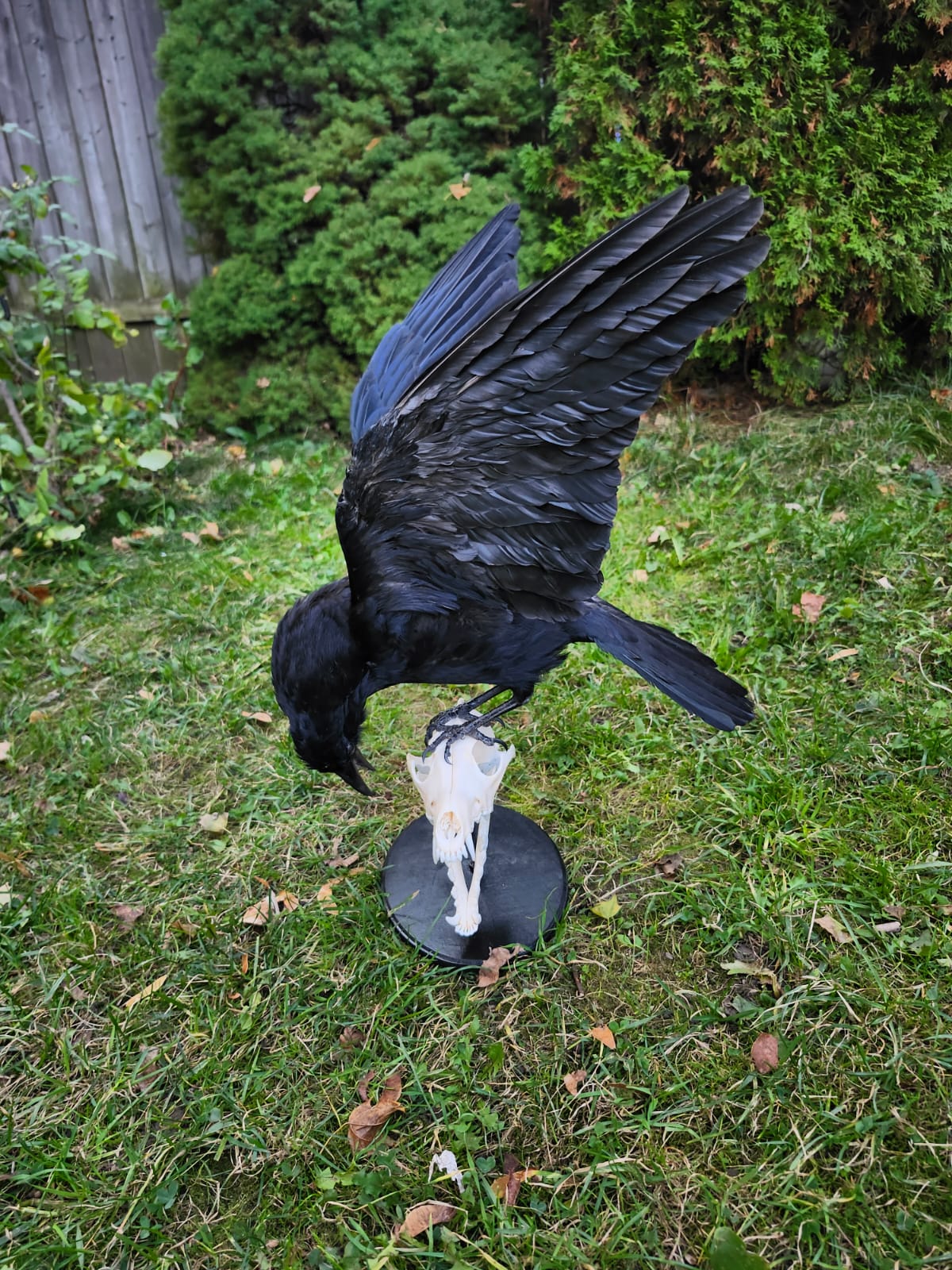 Carrion crow taxidermy standing on a coyote skull