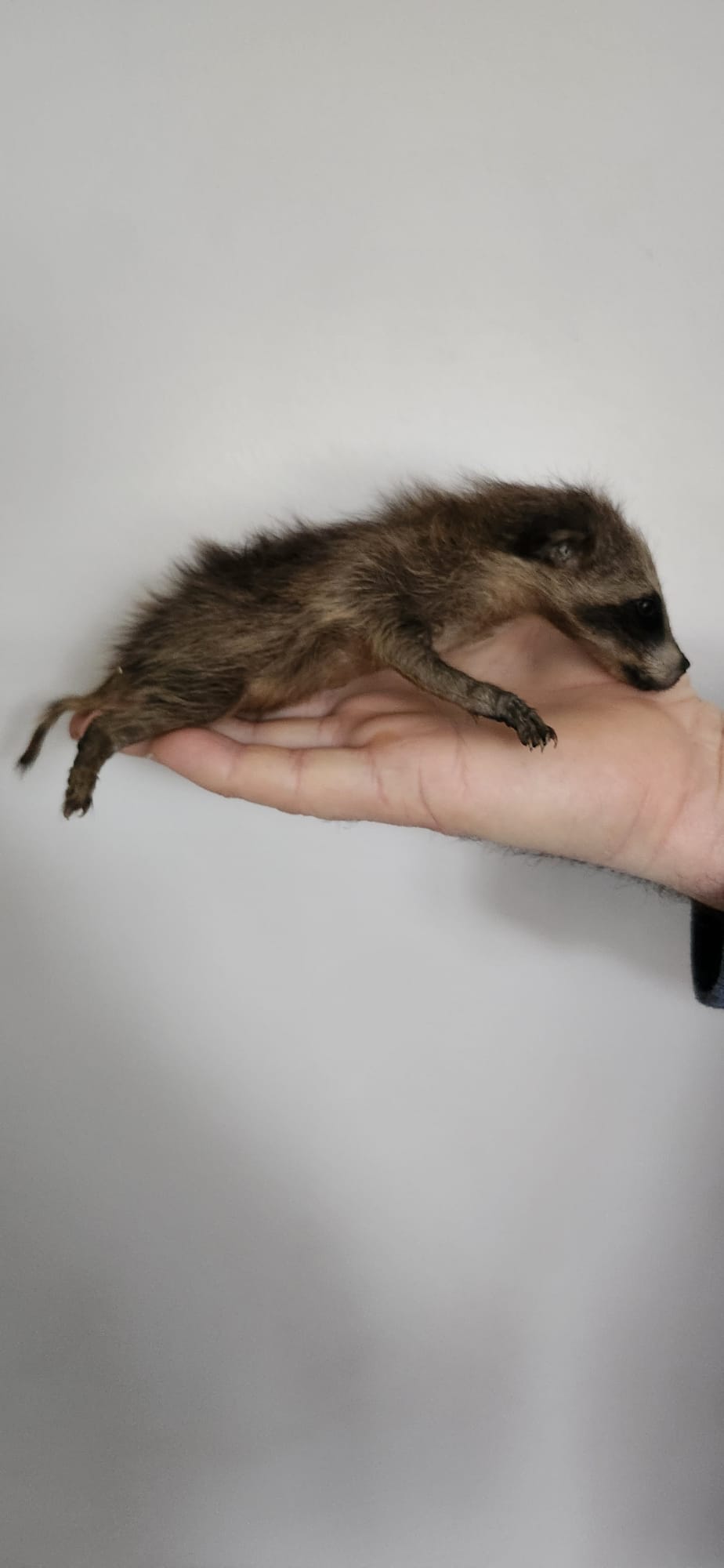 Soft mount baby raccoon taxidermy