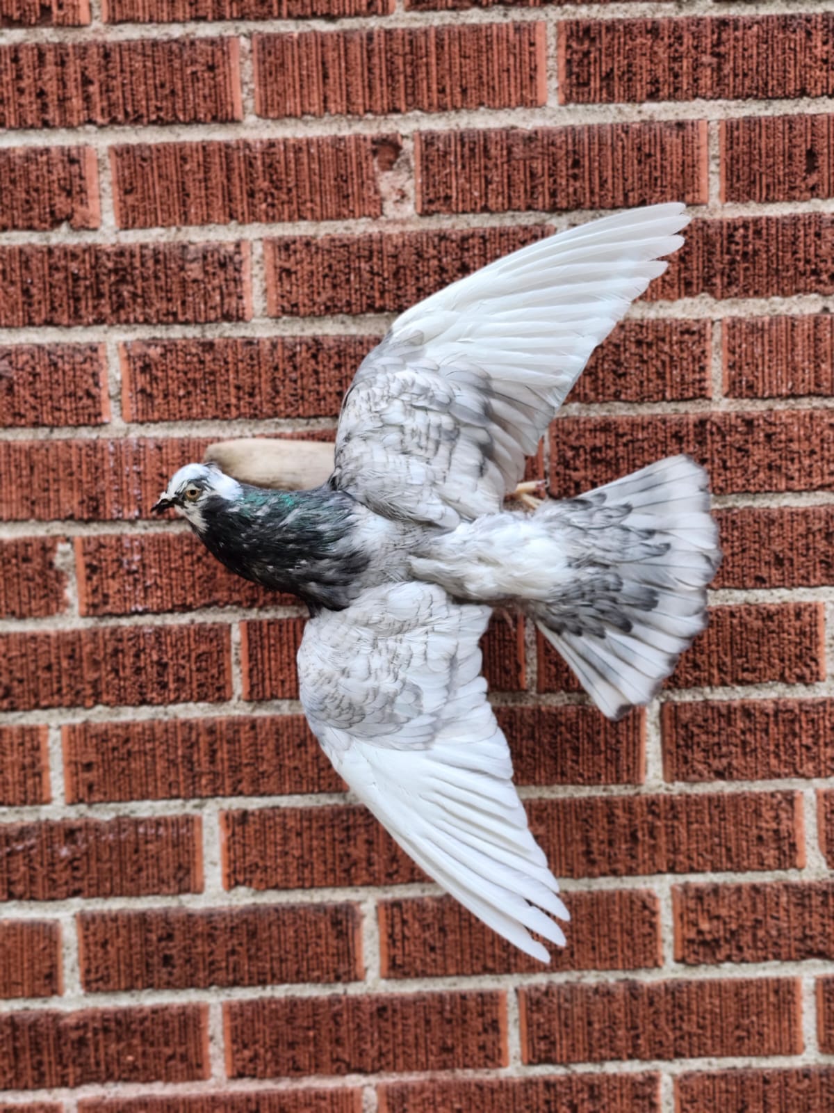 Flying wall mounted pigeon taxidermy