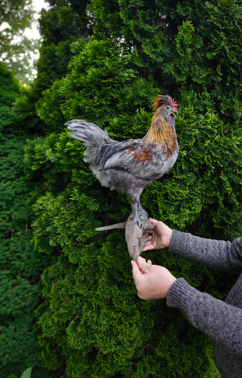 Wall mounted rooster taxidermy, chicken taxidermy
