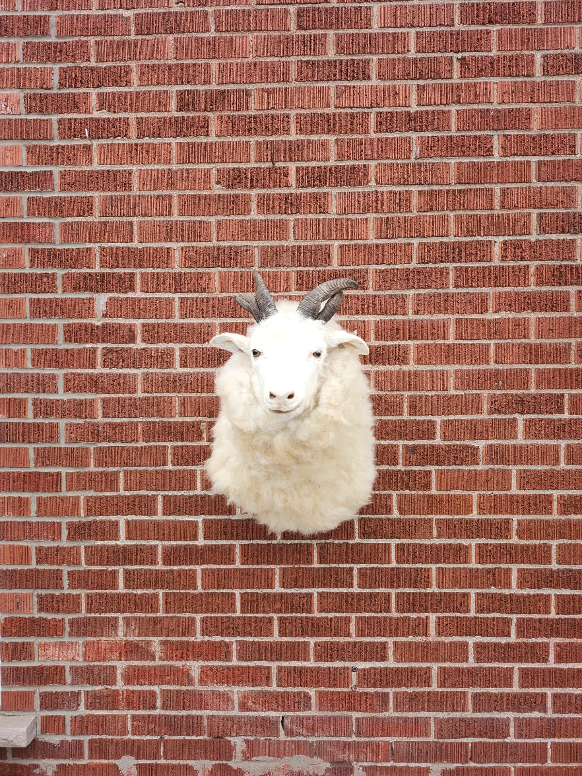 Shoulder mount four horned jacob sheep taxidermy