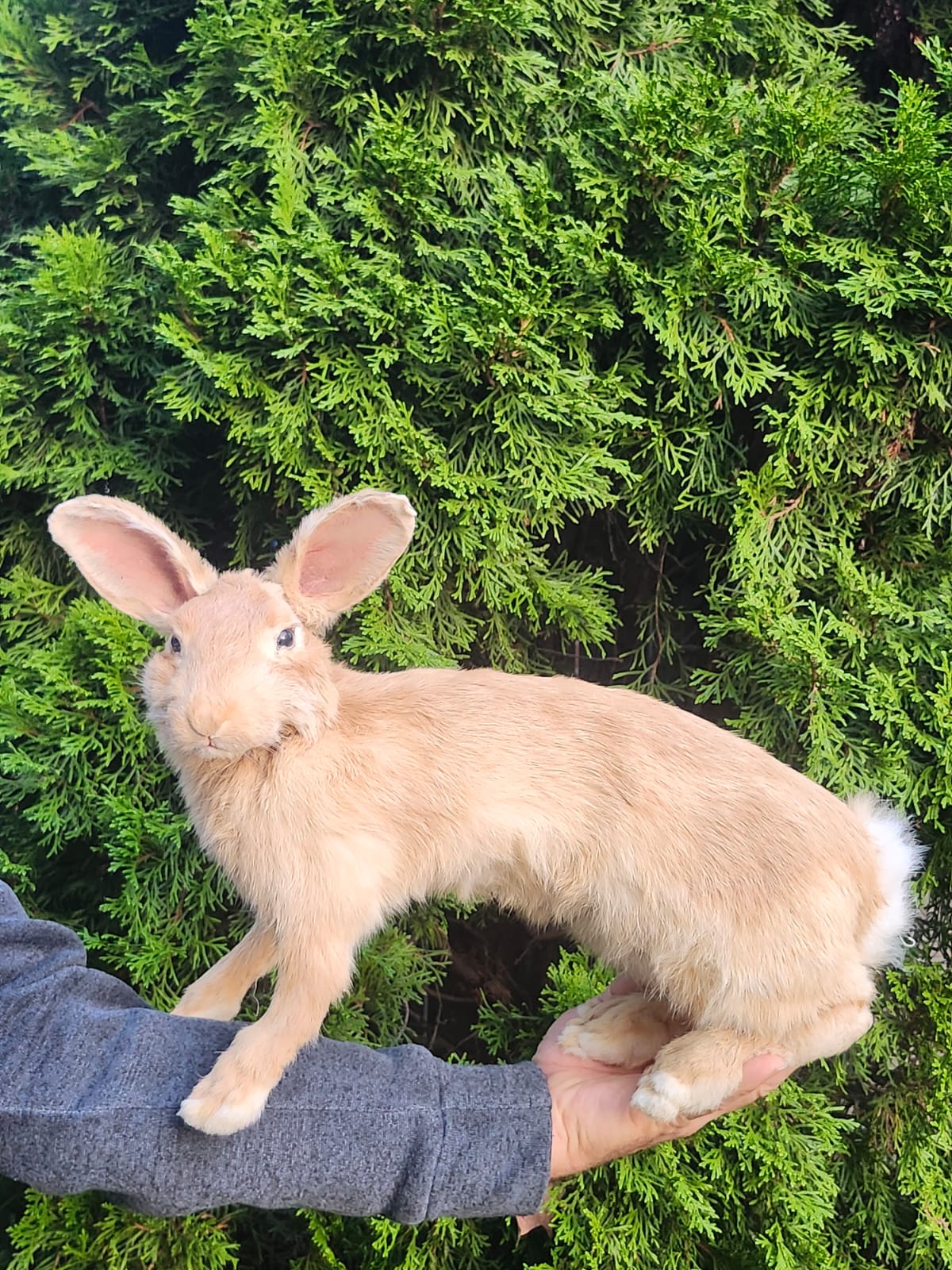 Fully posable soft mount brown orang rabbit taxidermy