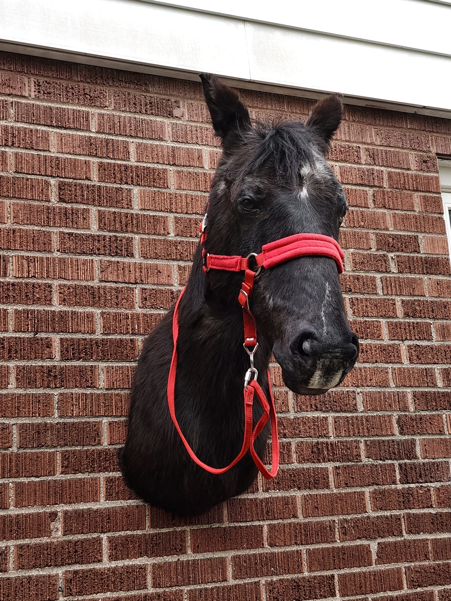 Shoulder mount horse taxidermy