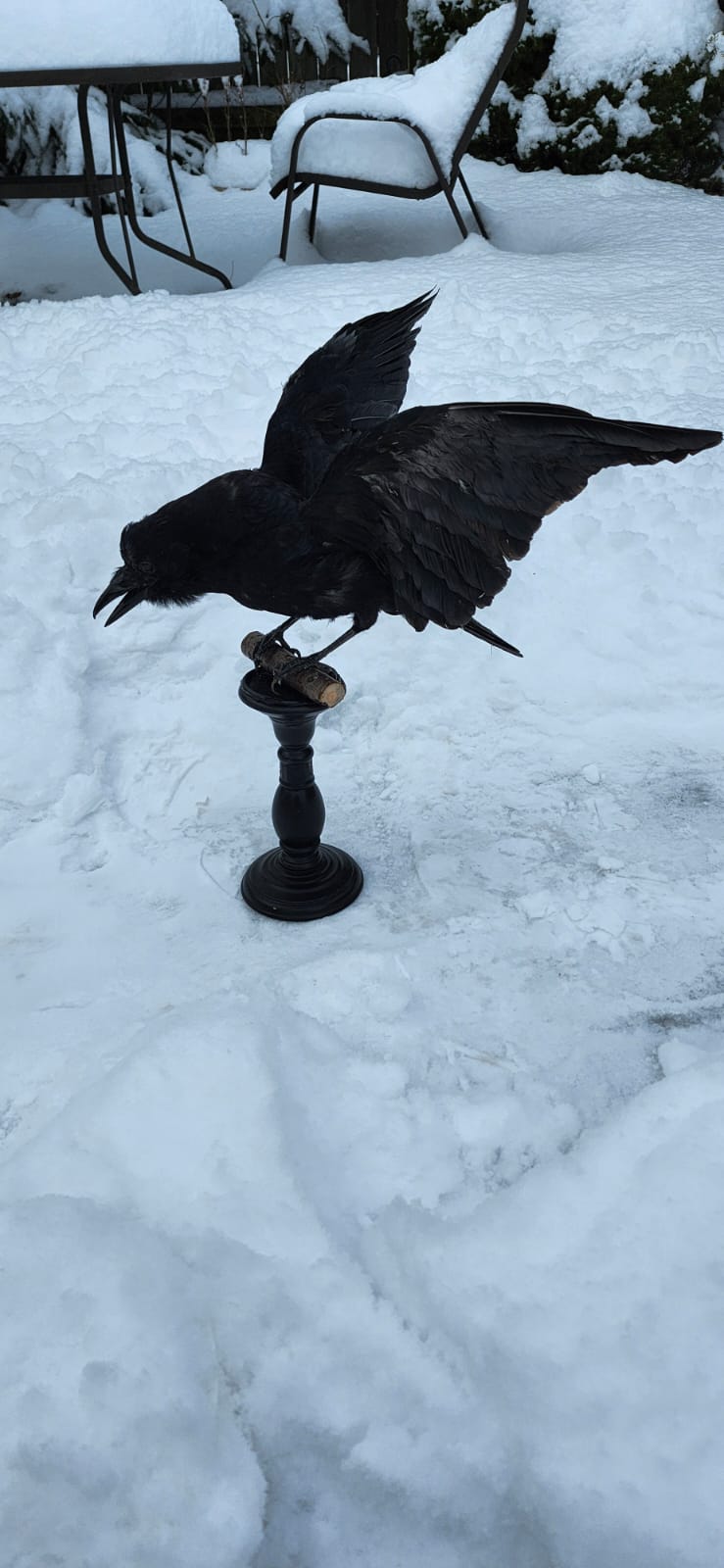 Standing carrion crow taxidermy