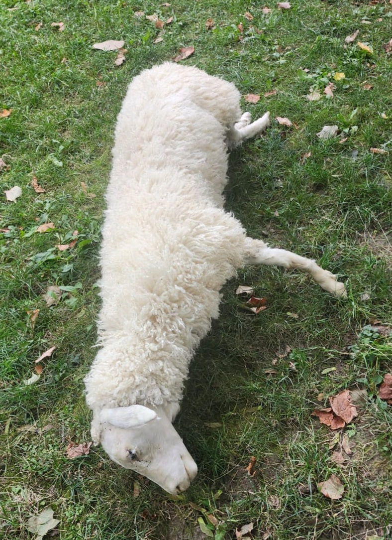 Soft mount white sheep taxidermy